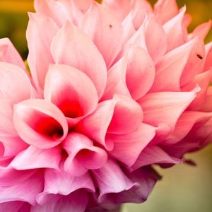 Meet your Posher, Chas